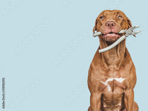 Lovable, pretty brown puppy and hand tools. Closeup, indoors. Studio photo. Congratulations for family, relatives, loved ones, friends and colleagues. Pet care concept