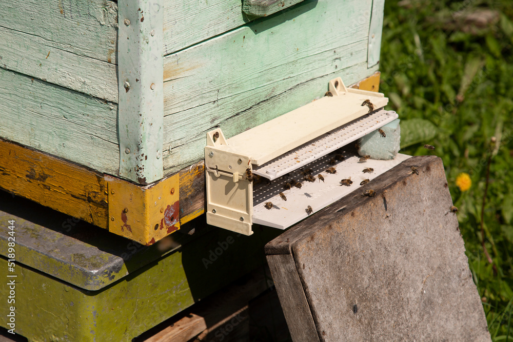 Apiary with beehives in the summer in a clearing..Beekeeper and beekeeping. Apiary with beehives in the summer in a clearing..Beekeeper and beekeeping.
