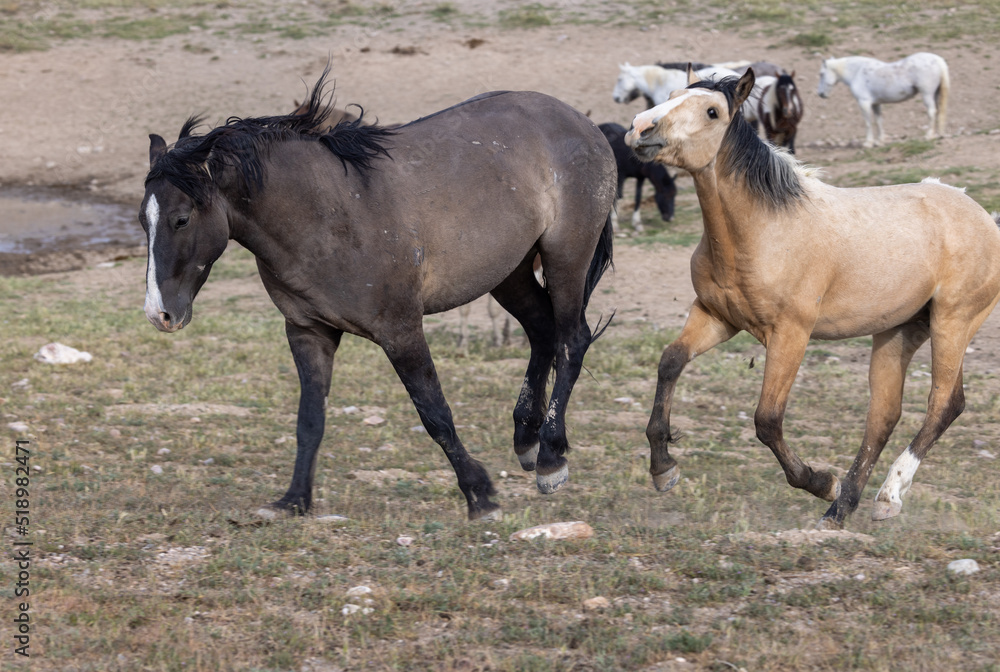 Wild Horse Stallions Fighting in the Utah Desert in Spring Wild Horse Stallions Fighting in the Utah Desert in Spring