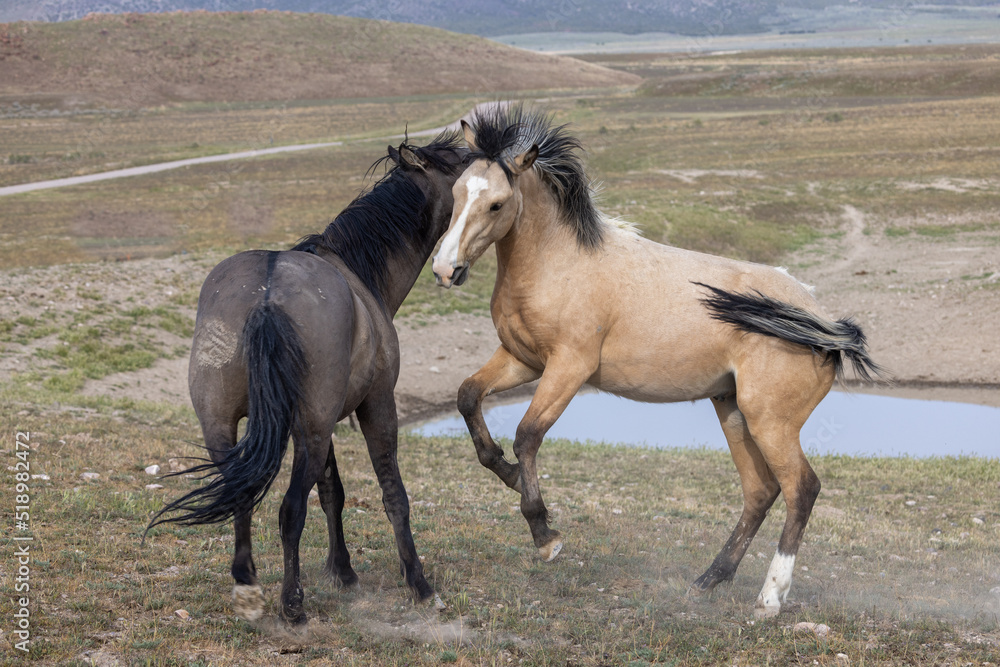 Obraz premium Wild Horse Stallions Fighting in the Utah Desert in Spring