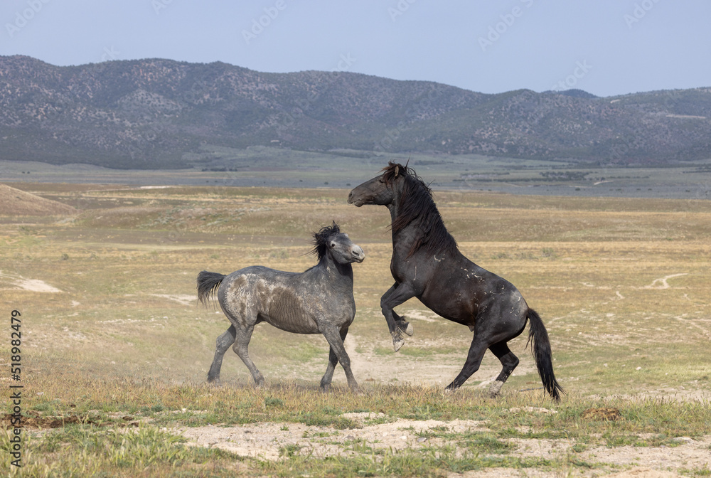 Wild Horse Stallions Fighting in the Utah Desert in Spring Wild Horse Stallions Fighting in the Utah Desert in Spring