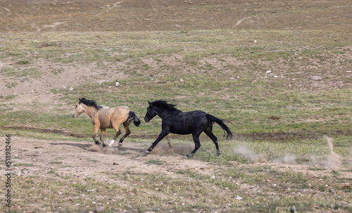 Wild Horse Stallions Fighting in the Utah Desert in Spring