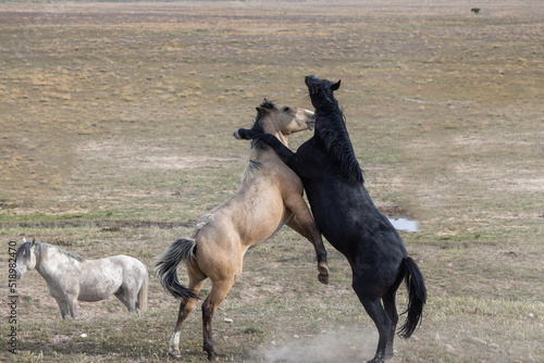 Wild Horse Stallions Fighting in the Utah Desert in Spring