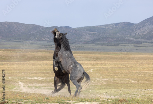 Wild Horse Stallions Fighting in the Utah Desert in Spring