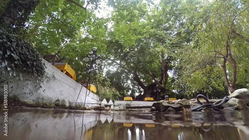 Baby birds ducklings swimming in the pond. Low camera angle.