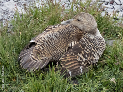 Female eider duck sitting on the grass