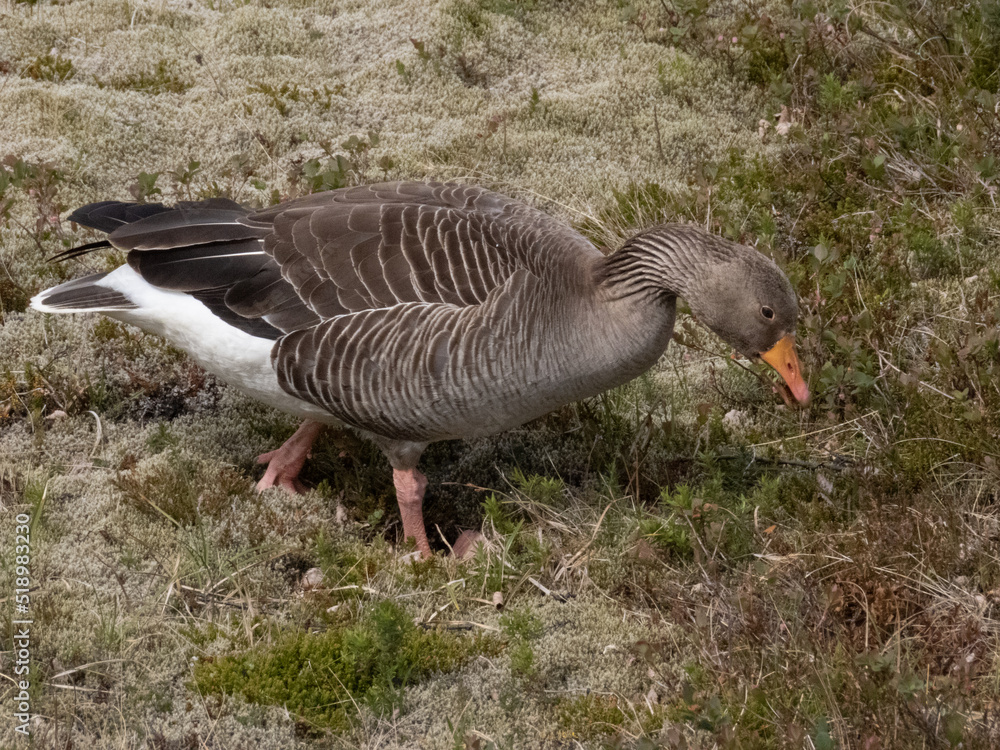 Single pink-footed goose on scrubland Single pink-footed goose on scrubland