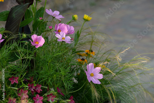 A bed of pink flowers in the rays of the evening sun, text box photo