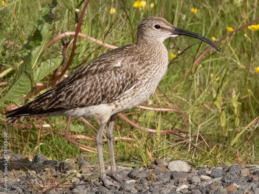Obraz premium Single whimbrel standing on stony ground