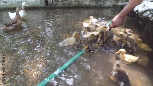 Feeding group of duck and ducklings from human hand in the pond, river or lake.