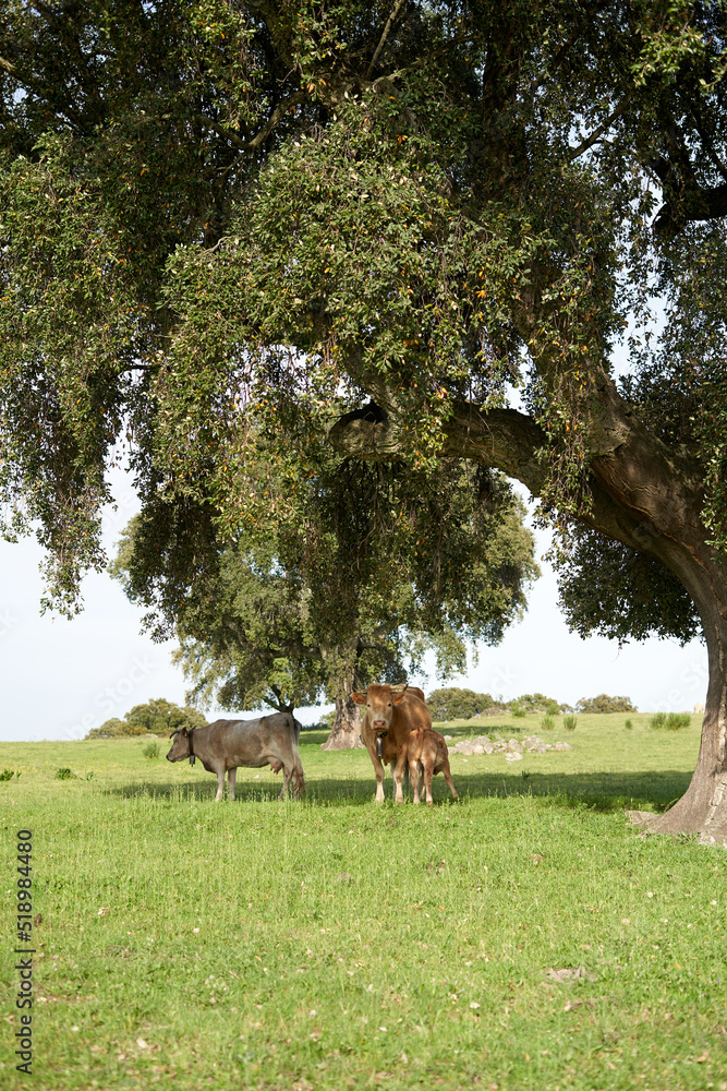 Cows with green grazing land.