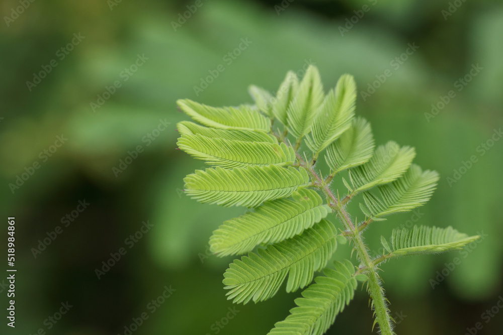 Close-up of a tree branch with young green leaves.