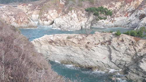 Coniferous pine cypress tree, bare rock, crag or cliff, ocean beach, blue sea water waves in bay. Nature near Big Sur, 17-mile drive. Trail to China Cove, Point Lobos, Monterey, California coast, USA.