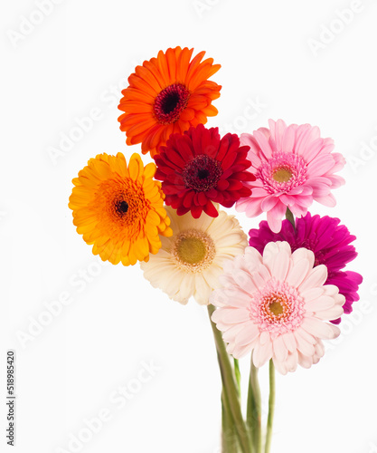 Gerberas. Daisy flower gerbera bouquet isolated on white background