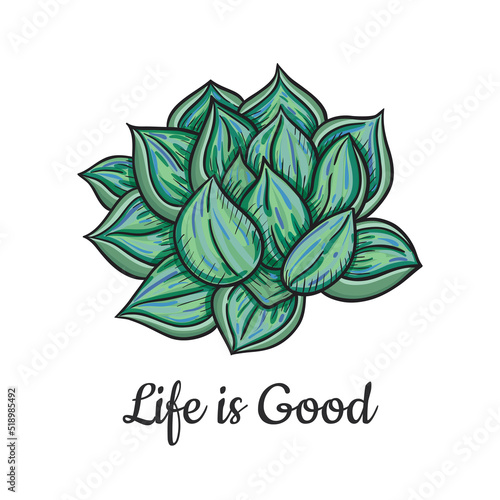 vector graphic illustration with green echeveria plant 2