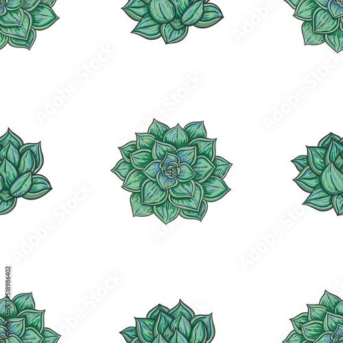 vector seamless pattern with echeveria plant in color