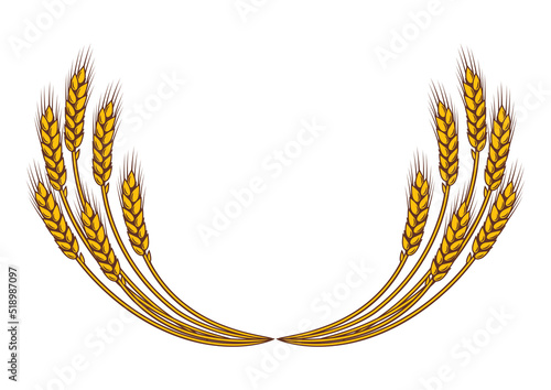 Bunch of wheat. Agricultural image with natural ears of barley or rye.