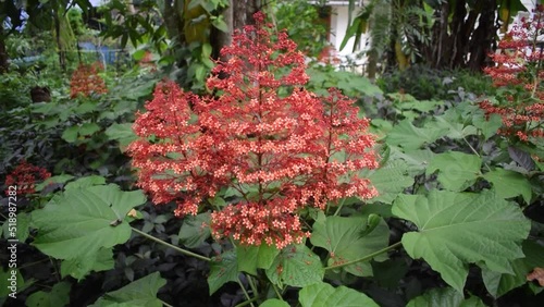 Red plant which is known as Pagoda Plant.