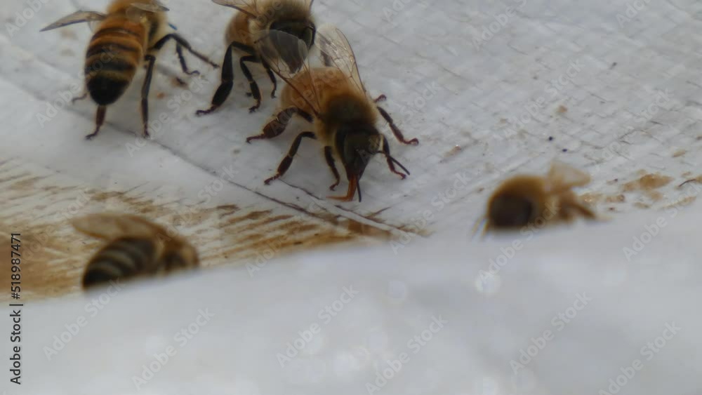 Honey Bee Long Serious Drink, Macro Closeup, Touch Communicate Honey Bee Long Serious Drink, Macro Closeup, Touch Communicate