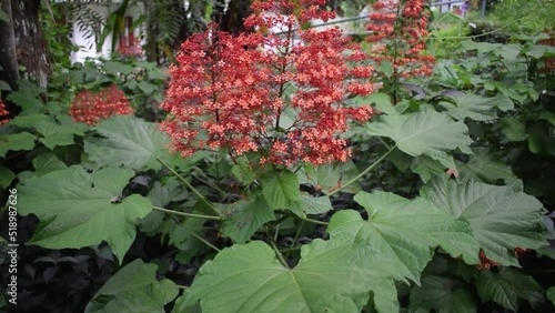 Red plant which is known as Pagoda Plant. photo