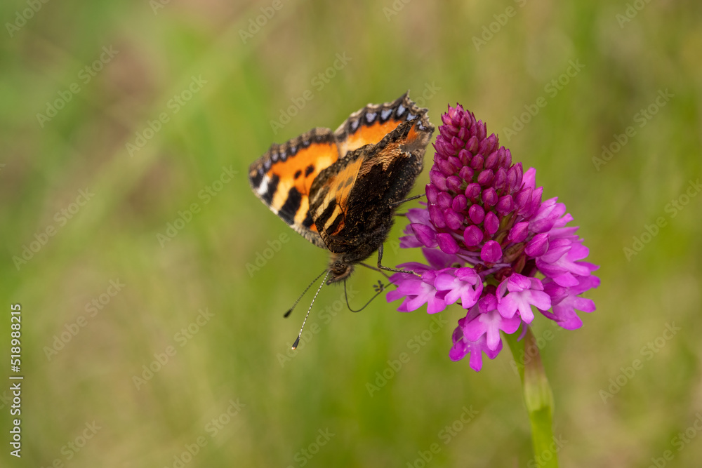 detailed close up of a Small Tortoiseshell butterfly (Aglais urticae) feeding on a pyramidal orchid (Anacamptis pyramidalis) detailed close up of a Small Tortoiseshell butterfly (Aglais urticae) feeding on a pyramidal orchid (Anacamptis pyramidalis)