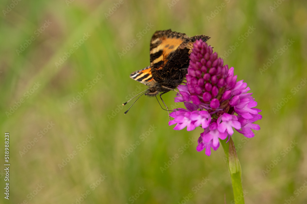 detailed close up of a Small Tortoiseshell butterfly (Aglais urticae) feeding on a pyramidal orchid (Anacamptis pyramidalis) detailed close up of a Small Tortoiseshell butterfly (Aglais urticae) feeding on a pyramidal orchid (Anacamptis pyramidalis)