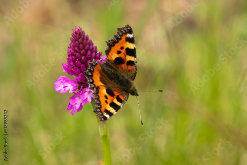 detailed close up of a Small Tortoiseshell butterfly (Aglais urticae) feeding on a pyramidal orchid (Anacamptis pyramidalis)