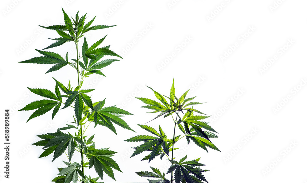 Two cannabis plants are isolated on a white background. Two cannabis plants are isolated on a white background.