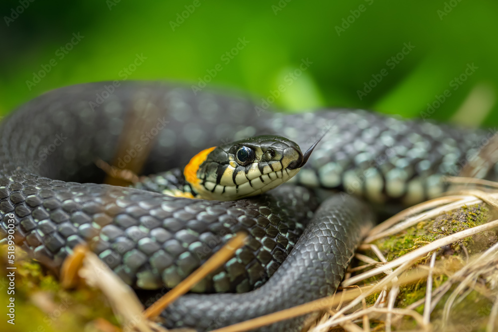 Natrix natrix, snake in the forest close-up portrait. Animals in the wild Natrix natrix, snake in the forest close-up portrait. Animals in the wild