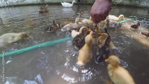Feeding group of duck and ducklings from human hand in the pond, river or lake.