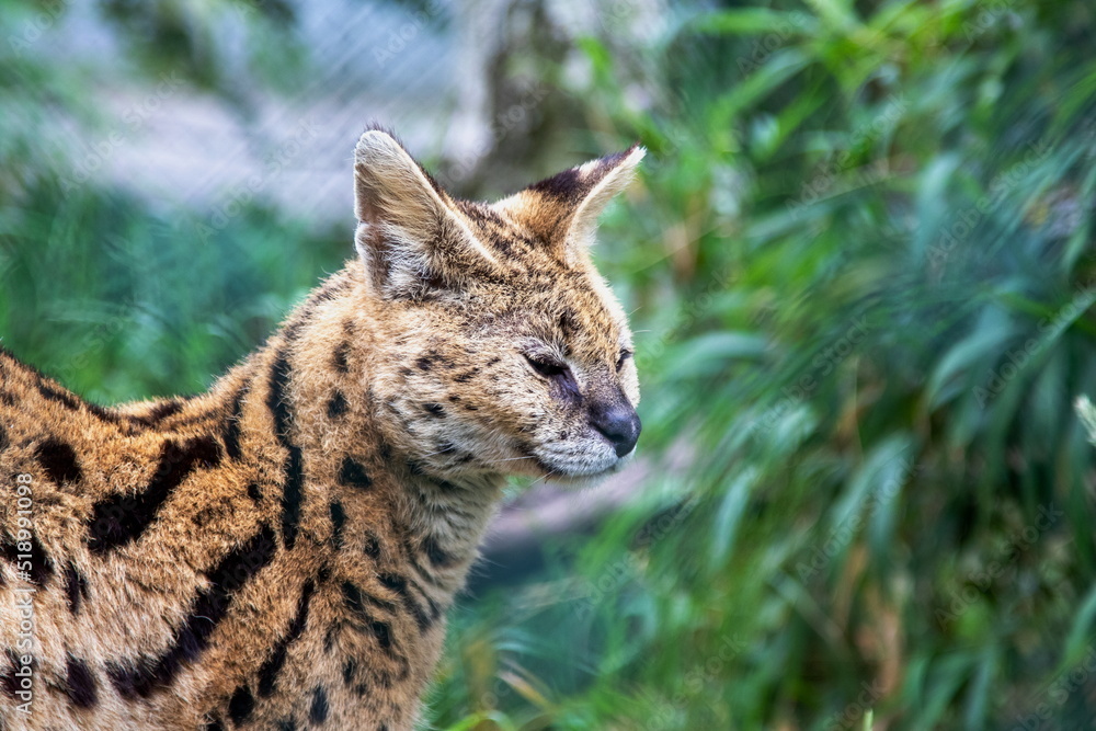 Obraz premium serval