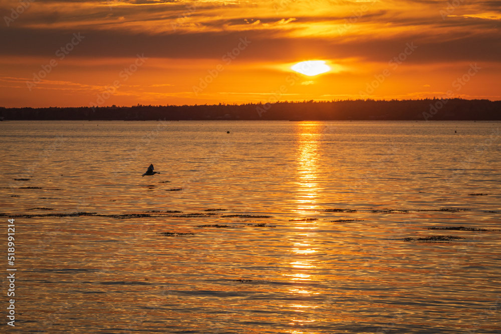 bird in flight at sunset on the lake