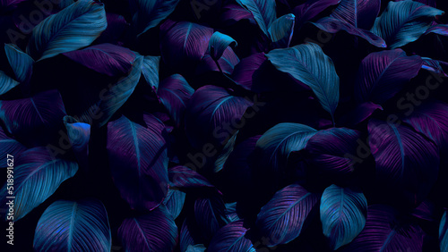 Fototapeta Naklejka Na Ścianę i Meble -  tropical leaves background, dark blue toned