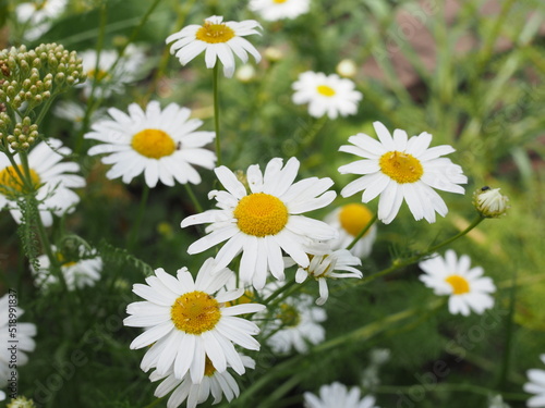 Close-up of daisies  bellis perennis  in a grassy field. Also known as Common daisy  Lawn daisy  or English daisy. Intentionally blurred background and foreground.