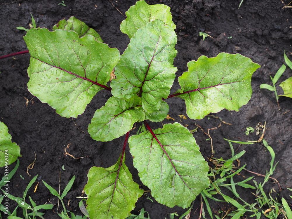 Young fresh green plants beet leaves growing on farmland or field. Fertile black rich soil, chernozem. Plant with rain drops or after watering. Agriculture, vegetable, organic, cultivation. Young fresh green plants beet leaves growing on farmland or field. Fertile black rich soil, chernozem. Plant with rain drops or after watering. Agriculture, vegetable, organic, cultivation.