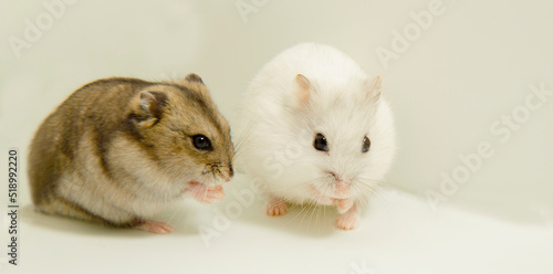 A gray hamster and a white hamster are sitting. The groin of hamsters sit nicely