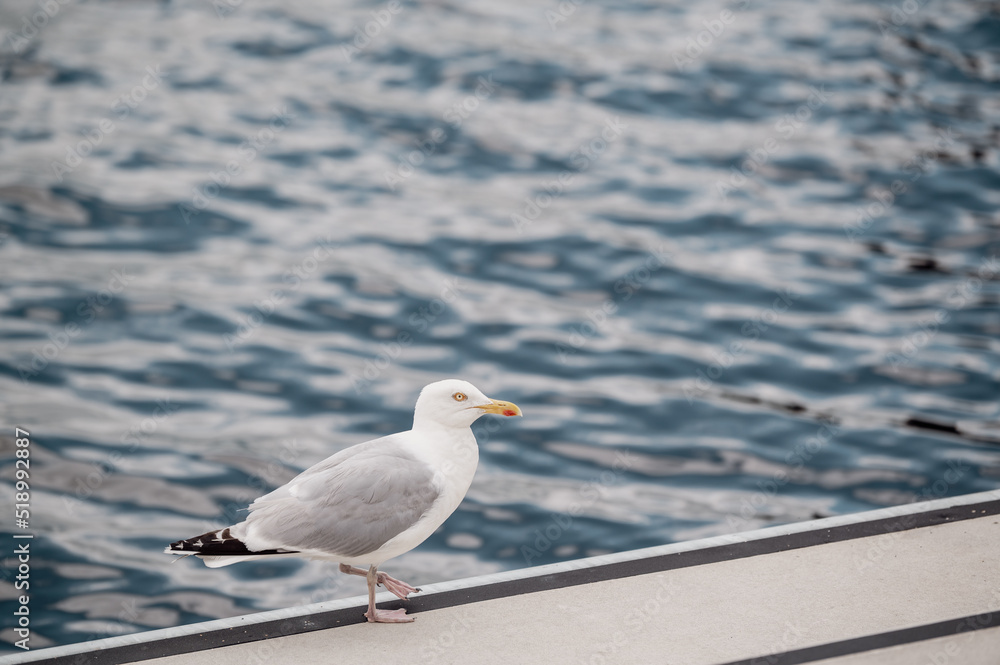 Möwe am Wasser Möwe am Wasser