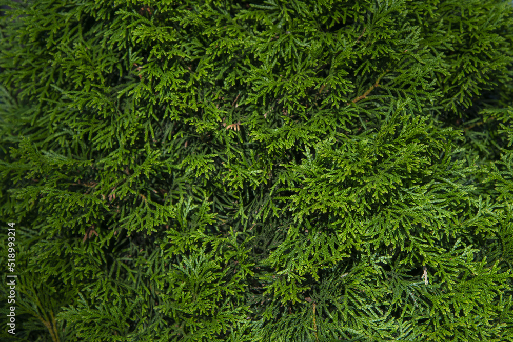 green moss on the ground green moss on the ground