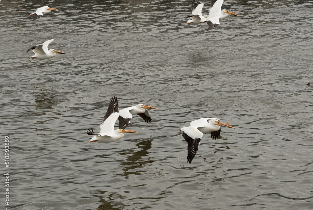 Fototapeta premium American White Pelicans on Fox River at the De Pere, Wisconsin, dam.