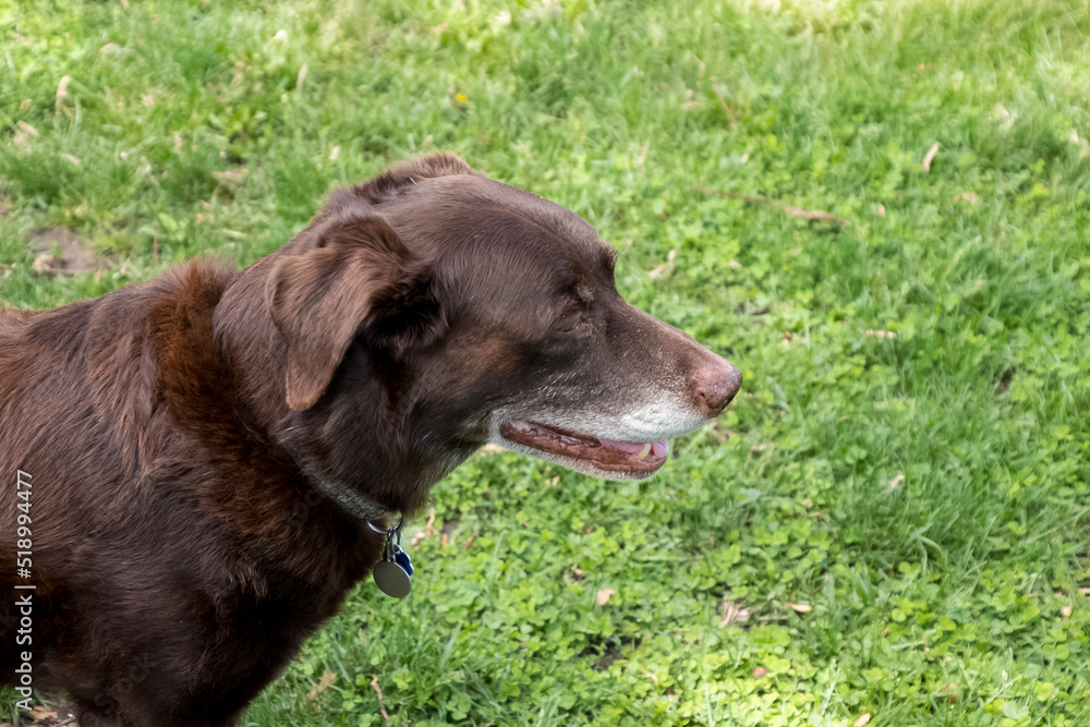 Aging chocolate labrador retriever with white muzzle and eyebrows looks around outside with open copy space