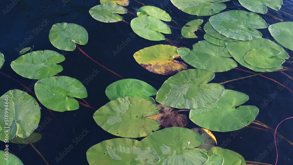 Lotus flower and leaves on the water surface. Water lilly blossoms on the lake in hot summer day. Green lilly pad's cover on water surface. Nymphaea flower Lotus flower and leaves on the water surface. Water lilly blossoms on the lake in hot summer day. Green lilly pad's cover on water surface. Nymphaea flower