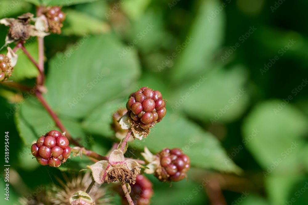 Closeup of blackberries that have yet to ripen Closeup of blackberries that have yet to ripen