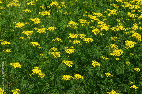 field of tansy flowers. Tansies are an European perennial herbaceous flowering plant from Tanacetum aster family. Tansy is traditional medical plant with bitter taste and it's toxic.