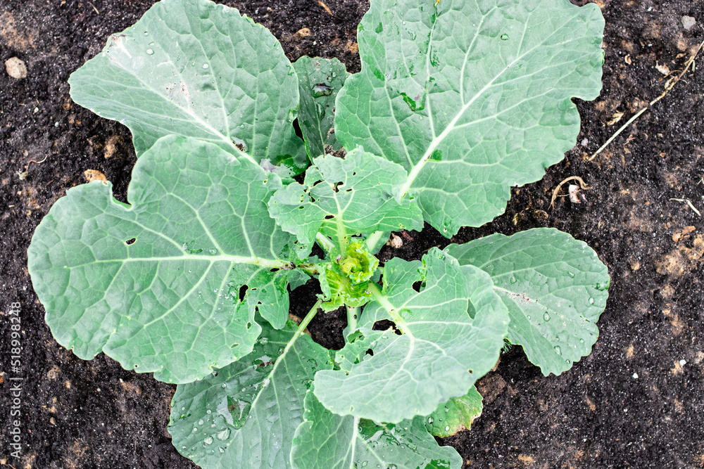 cultivation of cabbage, farm salt cultivation of cabbage, farm salt