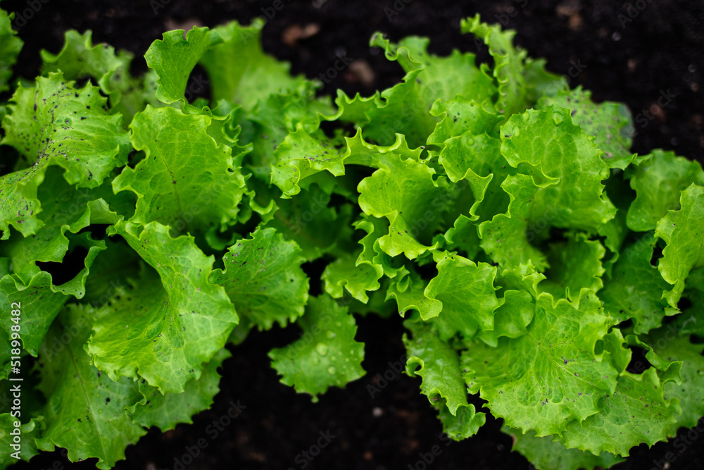 cultivation of sorrel, farm salt cultivation of sorrel, farm salt