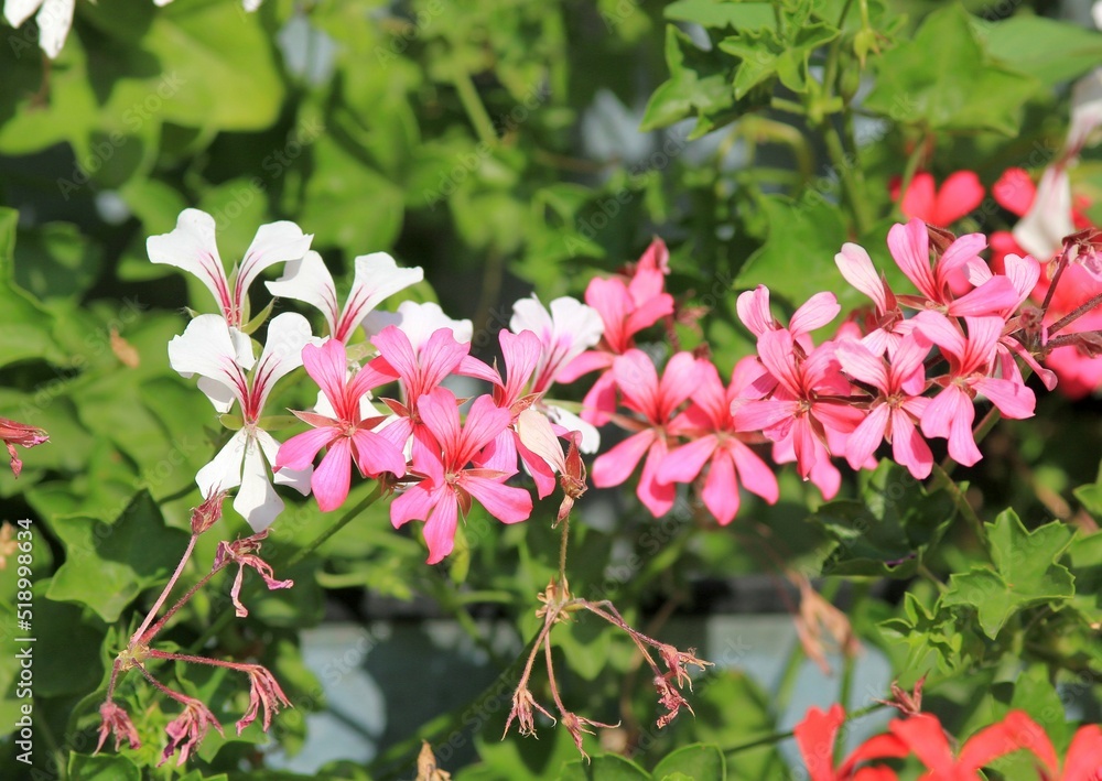 Multicolored Pelargonium peltatum flowers in the park in summer on a blurry background
