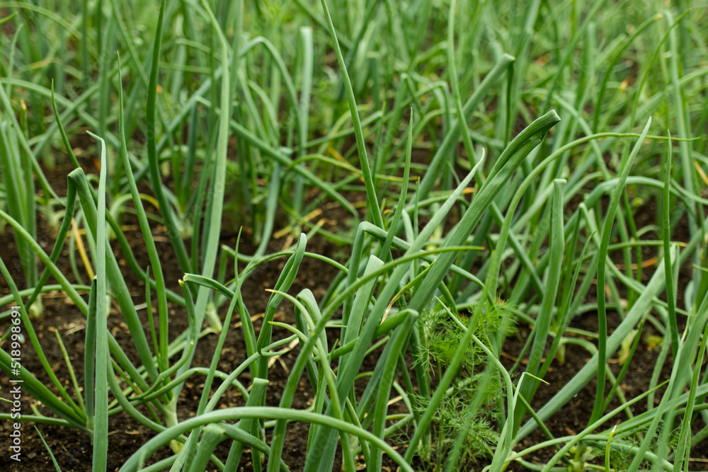cultivation of green onion, farm salt cultivation of green onion, farm salt