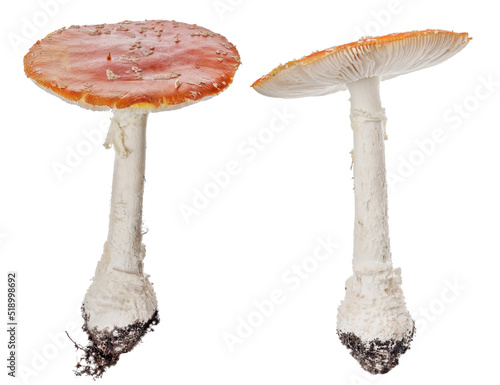 two poisonous red fly agaric mushrooms