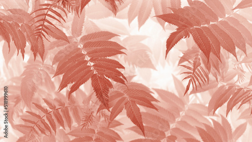 Light brown tinted background from meadowsweet leaves. Abstract natural vegetable wallpaper. Foliage of ornamental shrub. Plant nature vegetal backdrop