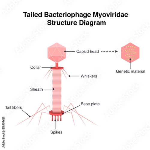 Tailed bacteriophage Myoviridae structure diagram